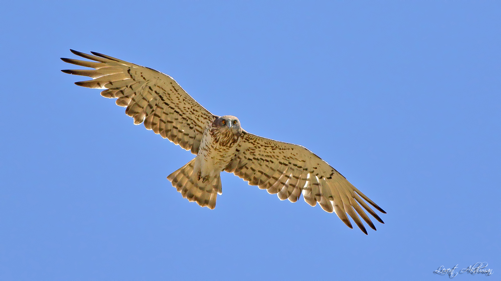 Short-toed Snake-Eagle